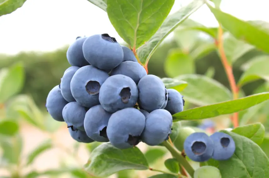 New blueberry varieties well received