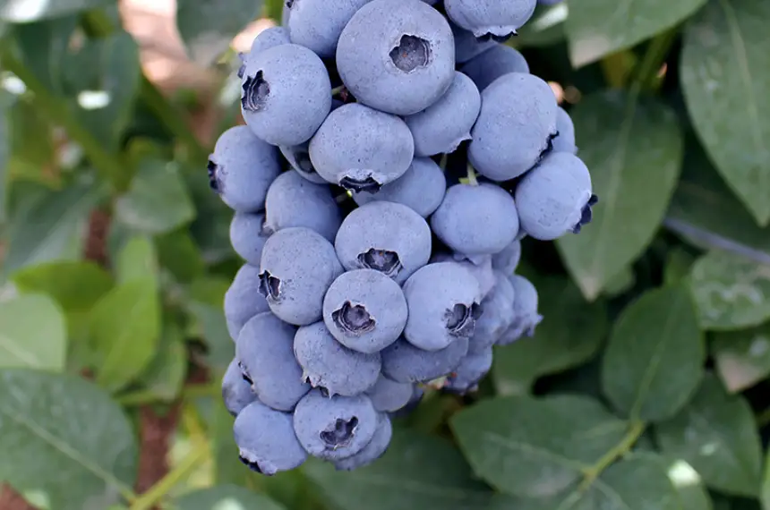 New in our range: Titanium® and Megas Blue®